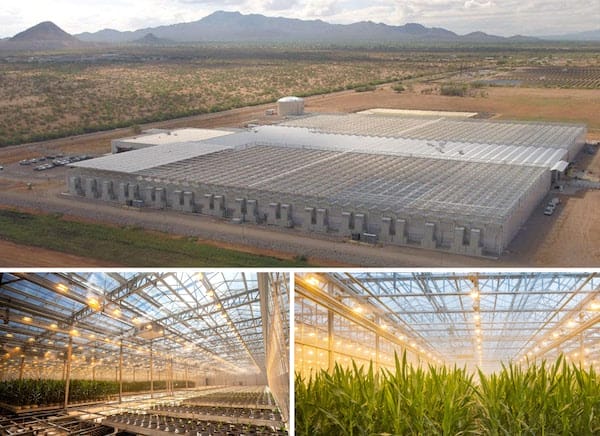 Aerial view of a large seed production facility in a desert landscape, with a close-up of the interior showing rows of lush green plants.